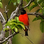 2022 VENT Guyana: A Special Departure to Support the Red Siskin Initiative.