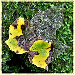Dentelle d'automne... Autumn lace... #Gimp #G'MIC #DigiKam
