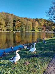 DFG Lake with ducks - Photo of Morsbach