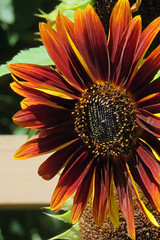 Dark sunflower Luther Burbank Home and Gardens Santa Rosa California 20160826-144827mcdV