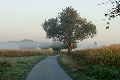 Morning in countryside - Photo of Gerstheim