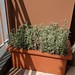 92/365 lavender on my balcony