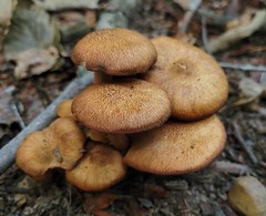 Ringless Honey Mushrooms