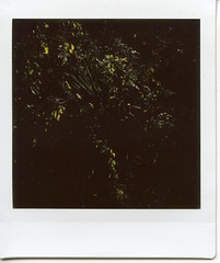 Foliage Backlit 16