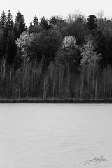Lakeshore monochrome. Lac de Bonlieu, Jura, France