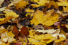 Autumn leafs - Photo of Osthouse