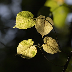 Leaves 2202 - Photo of Manaurie
