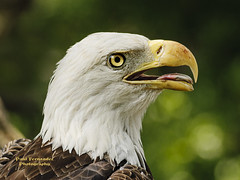 Bald Eagle with its Mouth Open at Tampa's Lowry Park Zoo