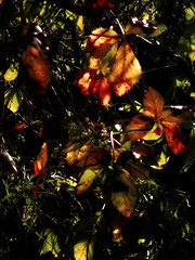 Foliage Backlit 17