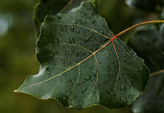 Water on leaf - Photo of Matzenheim