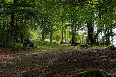 Under the trees - Photo of Malmerspach