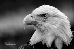 Bald Eagle Portrait (B&W Profile) at the Tampa Lowry Park Zoo, Florida