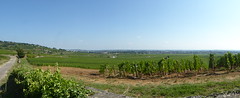 Beaune.- circuit des vignobles de la côte de Beaune  (10) - Photo of Demigny