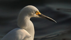 Snowy Egret Scans for Fish
