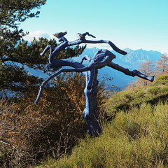 The blue Pine - Photo of La Croix-sur-Roudoule