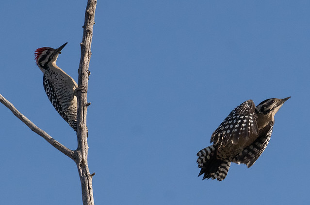 A couple of ladderback woodpeckers