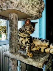 Un nouvel arbre à chat pour Silver. ☺️ - Photo of Vannaire