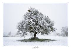First snowfall, winter 2022 #4 - Photo of Saint-Jean-de-Gonville