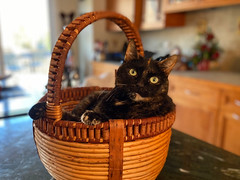 Just Chilling in My Favorite Basket