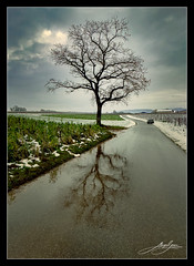 Lone tree, Satigny (Geneva). Winter 2022 - Photo of Chézery-Forens