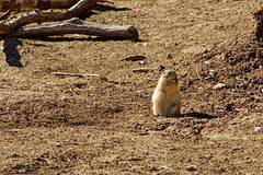 Prairie dog - Photo of Belles-Forêts
