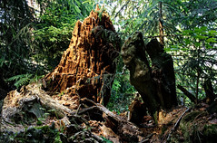 Dead trees - Photo of Stosswihr