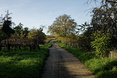 The path - Photo of Fessenheim-le-Bas