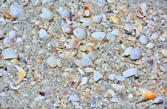 Sea Shells - Clearwater Beach, Florida