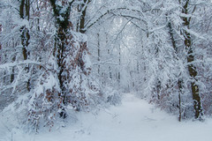 Walking In A Winter Wonderland - Photo of Muhlbach-sur-Bruche