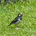 Indian Pied Myna or Asian Pied Starling (Gracupica contra) (DTHN0061)