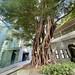 Chinese banyan tree in the city