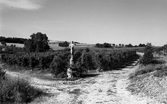 Vineyard - Photo of Fessenheim-le-Bas
