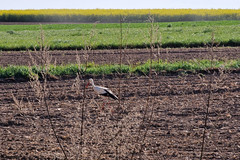 Stork - Photo of Scherlenheim