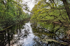 Rhineland forest - Photo of Weyersheim