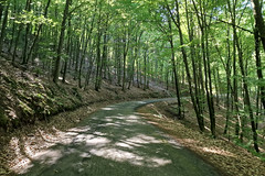 Route Forestière du Petit Kuehberg - Photo of Hinsbourg