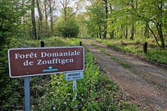Forest track near Zoufftgen - Photo of Cattenom