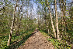 Rhineland forest - Photo of Bietlenheim