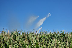 Corn being watered - Photo of Melsheim