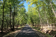 Route Forestière d'Uberach, Haguenau