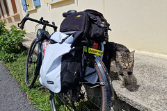 Cat and bike - Photo of Montcornet