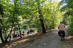Bikes in the forest and horses in the water - Photo of Kilstett