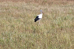 Stork - Photo of Lipsheim