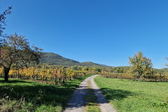 Vineyards near Ottrott - Photo of Saint-Pierre