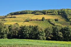 Vineyards near Bœrsch - Photo of Eichhoffen