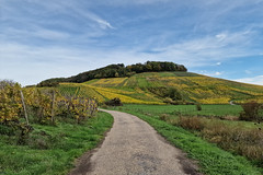 Moselle vineyards near Wintrange - Photo of Malling