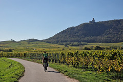 Vineyards and castle near Scherwiller