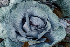 Cabbage - Photo of Bolsenheim