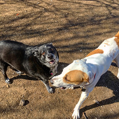 Playtime at the Dog Park