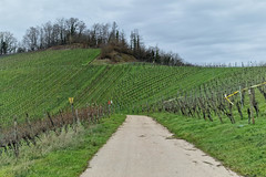 Moselle vineyards near Schwebsange - Photo of Beyren-lès-Sierck