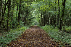 Forest path - Photo of Daubensand